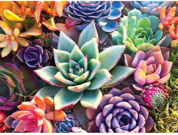 Colorful Succulents - Vinci™ Paint-By-Number Kit